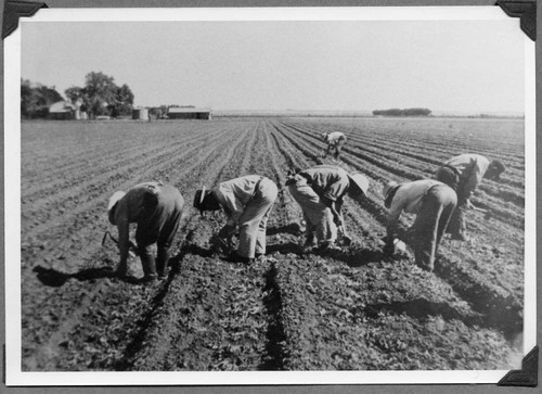 Internees in the field