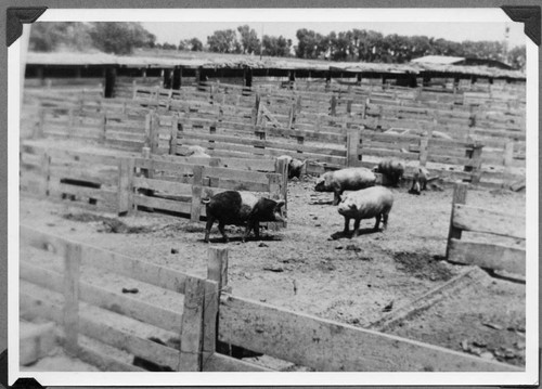 Pig pens