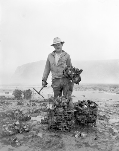 Oyster Harvest, Drakes Bay (Estero), Marin Co., California. Larry Jensen's oyster farm, Creamery Bay, Drakes Estero, Drakes Bay. He cultured from spat the Japanese oyster, (Pacific oyster) Ostrea gigas for the San Francisco Market. In this warm arm some reproductions did take place. But most oysters were imported