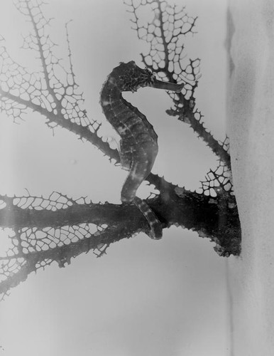 Sea Horse (Hippocampus Kuda) as was seen in the Steinhart Aquarium in Golden Gate Park, San Francisco, California. Unknown date