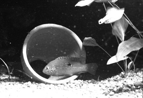 Jewelfish spawning in a flowerpot as was seen in the Steinhart Aquarium in Golden Gate Park, San Francisco, California. Unknown date