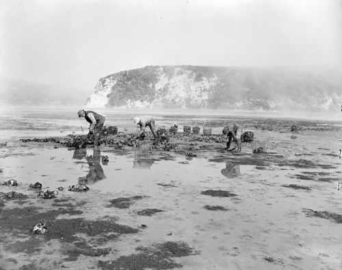 Oyster Harvest, Drakes Bay (Estero), Marin Co.., California. Japanese oysters, Crassostrea gigas in Schooner Bay, Drakes Estero (Now Pt. Reyes National Sea Shore). Charlie Peterson on left, man right, unk. Red seaweed, Gelidium, foreground, Pt. Reyes fog, background. Charlie Johnson now owns and markets these beds