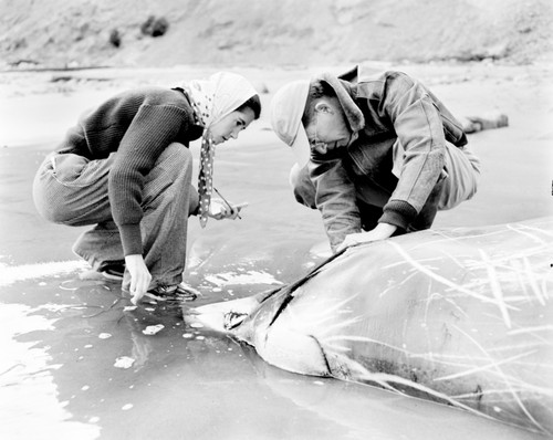 Robert Orr and Mary Lou Perry, Beaked whale, Mesoplodon carlhubbsi, Drakes Bay, Marin Co., California