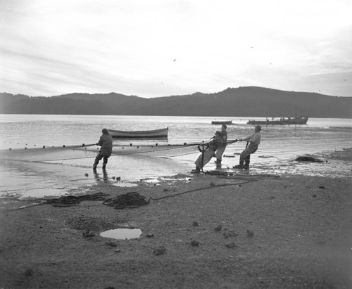 Seining herring fish on the east shore near Marshalls, Tomales Bay, California. Seining is the process of catching schooling fish near the ocean surface by circling them with a net. 1951