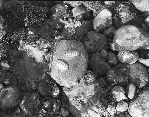 Chiton: F. Stenoplax Conspicica, La Jolla, California