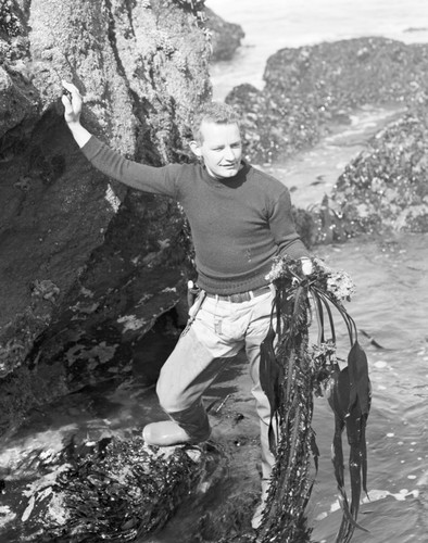 Robert Menzies from the College of the Pacific Marine Station, Dillons Beach, Sonoma County, California, displaying some Laminaria; brown algae (Phaeophyceae) common name "kelp". 1950