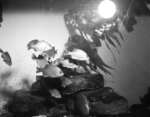 "Bay Perch" on display at the Thomas Wayland Vaughan Aquarium-Museum (1951 building), Scripps Institution of Oceanography, La Jolla, California. Circa 1950