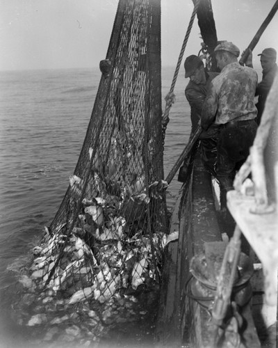 Bottom trawling in fog out of Bodega Bay, California, circa 1950