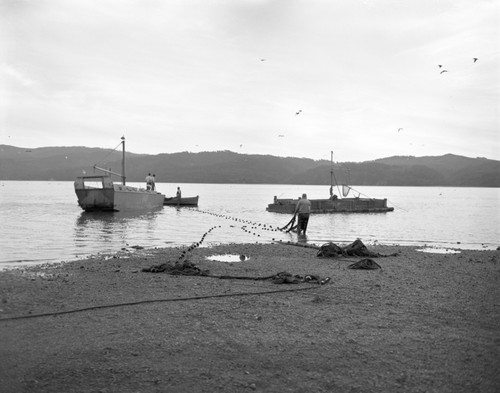 Spawning herring run seined from shore near Marshalls and loaded into barges to await truck transport to a cat food factory. Tomales Bay, north shore, Marin Co. California, circa 1954