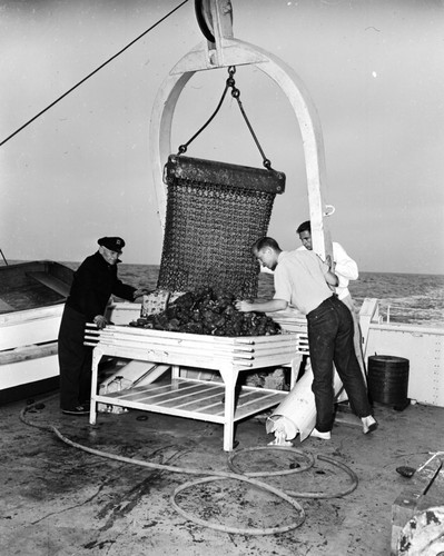 Velero IV: Dredging and coring operations off Catalina, California by the Hancock Foundation, USC. Allan Hancock with the Captain's Hat