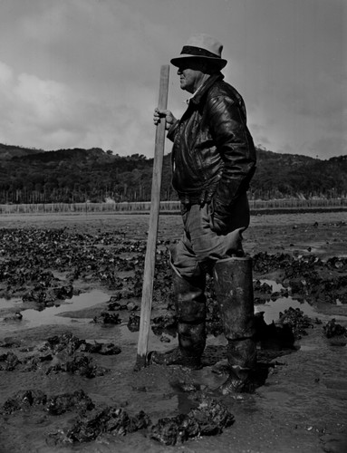 "Oyster Jack," beds, Tomales Bay Oyster Co., California, 1950's. An "Oyster Jack." He knew Jack London, a former oyster pirate in San Francisco Bay. The eastern oyster, Crassostrea virginica was first imported into San Francisco Bay as a splat. Later beds were established in Tomales Bay. This Oyster Jack tended beds for the Tomales Bay Oyster Co. on the north side of the bay. Stakes fenced the beds to keep out rays. Inverness ridge in background. Film processed in Farmers intensifyer. Prints OK