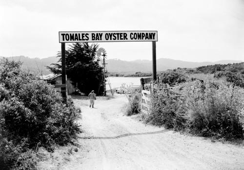 Tomales Bay Oyster Company, along Route 1 North of Pt. Reyes (town). Fattened for market the Virginia oyster, Crassostera virginica, which was shipped from the Atlantic Coast. San Francisco provided the market, 1950's