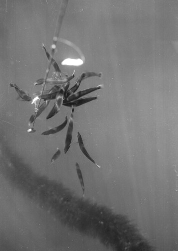 Demoiselles in kelp field on baited fish line, La Jolla, California