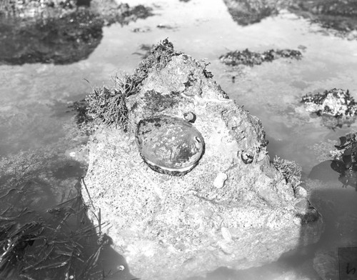 Overturned red abalone stuck on a surface boulder in Pt. Reyes national seashore in Marin County, California. Circa 1950