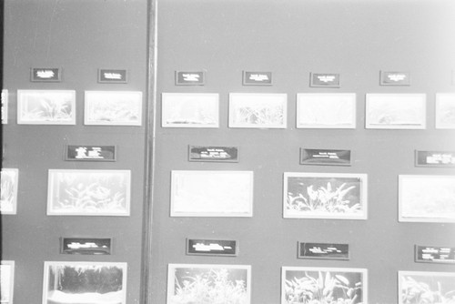 View of a wall of displays in the Steinhart Aquarium, in Golden Gate Park, San Francisco. Circa 1949