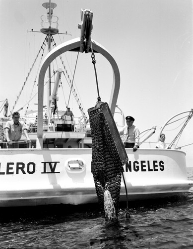 Velero IV: Dredging and coring operations off Catalina, California by the Hancock Foundation, USC. Allan Hancock with the Captain's Hat