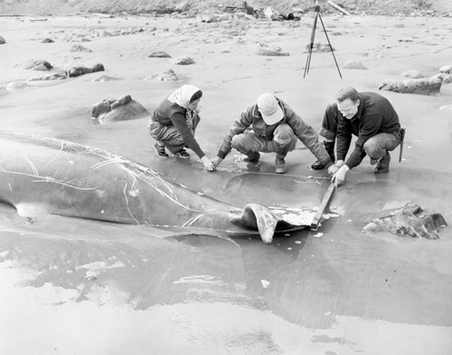 Beaked whale, Mesoplodon carlhubbsi, Drakes Bay, Marin Co., California. Beaked whale discovered on the beach at Drakes Bay by Woodbridge Williams collected for the California Academy of Sciences by Robert T. Orr, Don Greame Kelleyl and Mary Lou Perry. See Orr, R.T. (1950) Rarity of the Deep, Pacific Discovery 3 (6): 13-15