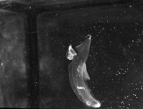 Heteropod collected by marine biologists aboard the R/V Horizon (ship) for Scripps Institution of Oceanography. Heteropods, are a bizarre group of pelagic molluscs, they are amongst the most widespread and successful groups of peculiar planktonic predators. Circa 1950