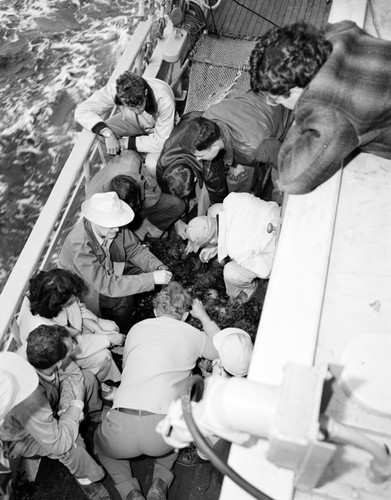 Oceanographer and professor emeritus Martin Johnson (man in white brim hat) of Scripps Institution of Oceanography conducting a dredging trip off Pt. Loma for his marine biology class aboard the E.W. Scripps. Johnson was particularly well known as one of the three authors of the landmark text and reference, The Oceans: Their Physics, Chemistry and General Biology. 1948