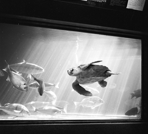 Green Turtle, Scripps Aquarium #2, La Jolla, California, 1950's