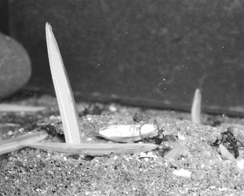 Branchiostoma californiense dredged off San Diego by the E.W. Scripps, California