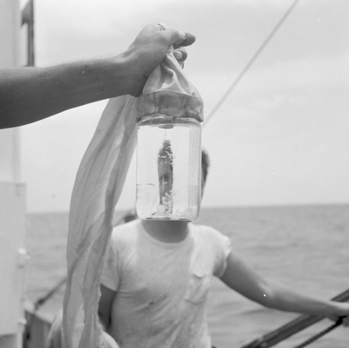 E.W. Scripps; Research schooner of Scripps Institution of Oceanogrphy takes plankton samples off La Jolla, California