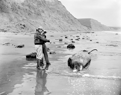 Robert Orr and Mary Lou Perry, Beaked whale, Mesoplodon carlhubbsi, Drakes Bay, Marin Co., California