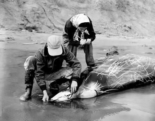 Robert Orr and Mary Lou Perry, Beaked whale, Mesoplodon carlhubbsi, Drakes Bay, Marin Co., California