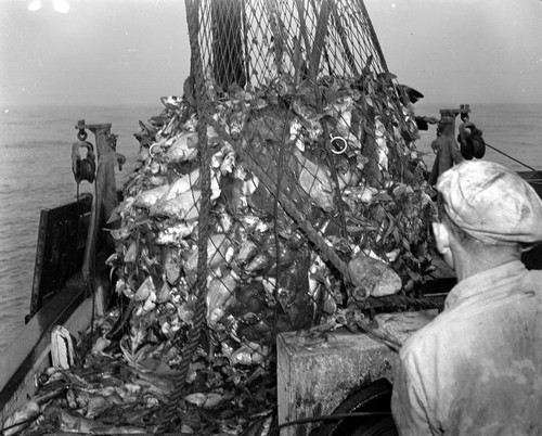 Bottom trawling in fog out of Bodega Bay, California, circa 1950