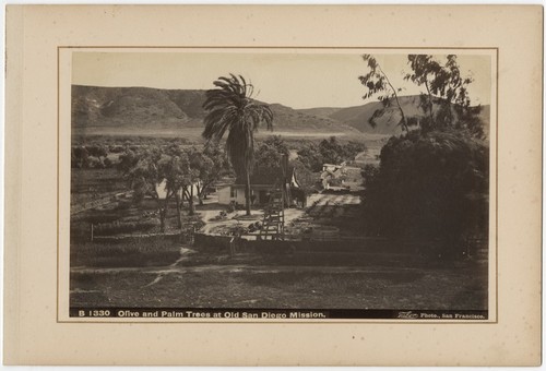 Olive and palm trees at Old San Diego Mission