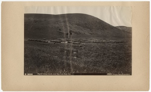 Niguel sheep ranch, near San Luis Rey, Cal