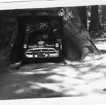 Chandelier Tree