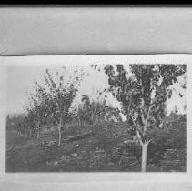 Negative, Glass Plate