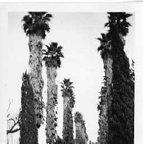 Print, Photographic, Black and White