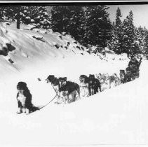 Dogsled