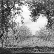 Plowed Orchard