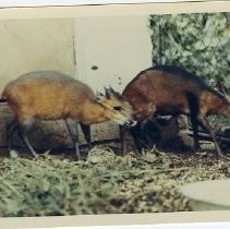 "Black-backed Duiker"