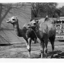 Camels