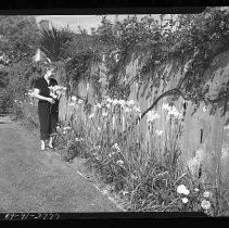 A row of iris in a garden