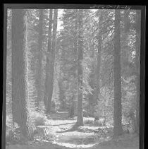 Calaveras Big Trees park