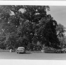 View of the Hooker Oak Tree by Sir John Hooker, botanist, California State Landmark #313 in Bidwell Park, Butte County