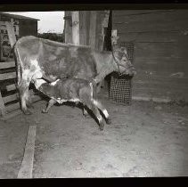 Negative, Safety, Unknown