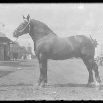 Negative, Glass Plate