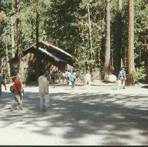 Tule Lake Linkville Cemetery Project 1989: Tour Participants in the Redwoods