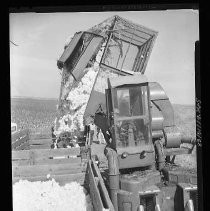 Cotton Harvest