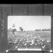 Negative, Glass Plate