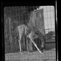 A giraffe at the Los Angeles Zoo