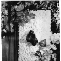 Flora drape, Max Baer's coffin