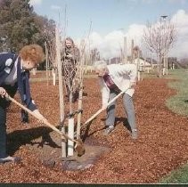 Walerga Park Cherry Blossom Tree Grove Dedication: Memorial planting of the Trees