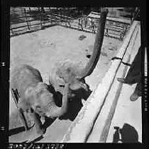 Negative, Safety, Unknown